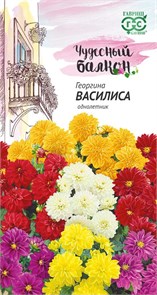 Семена цветов Георгина Василиса 0,3 г серия Чудесный балкон Г А325