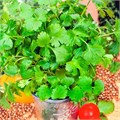 Семена Кориандр Кубанский 2 г б/п с евроотв. Г А382 - фото 167420 Семена Кориандр Кубанский 2 г б/п с евроотв. Г А382 - фото 167420