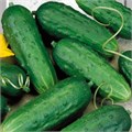 Семена Огурец Закусочный 0,5г Б ЕС А845 - фото 167493 Семена Огурец Закусочный 0,5г Б ЕС А845 - фото 167493