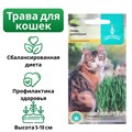 Семена Трава для кошек, 10 г 2413226 2413226 - фото 167566