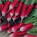 Семена Редис 18 дней 3г (б/п с евроотв.) Г Г128 - фото 168003 Семена Редис 18 дней 3г (б/п с евроотв.) Г Г128 - фото 168003