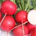 Семена Редис Заря 3 г б/п с евроотв. Г Г130 - фото 168009 Семена Редис Заря 3 г б/п с евроотв. Г Г130 - фото 168009