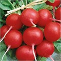 Семена Редис Рубин 3 г (б/п с евроотв.) Г Г132 - фото 168013 Семена Редис Рубин 3 г (б/п с евроотв.) Г Г132 - фото 168013