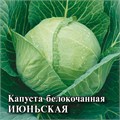 Семена Капуста белокоч. Июньская 0,5 г (ранняя) б/п с евроотв. Г 7614063 - фото 168568 Семена Капуста белокоч. Июньская 0,5 г (ранняя) б/п с евроотв. Г 7614063 - фото 168568